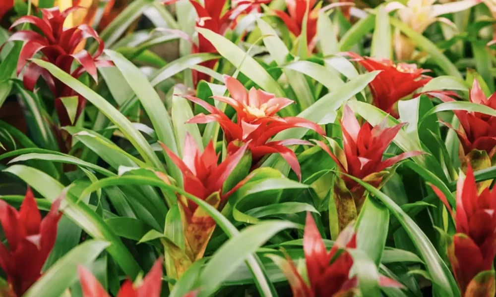 As bromélias são plantas tropicais fascinantes, conhecidas por sua folhagem exuberante e flores vibrantes (Foto: Divulgação)