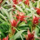 As bromélias são plantas tropicais fascinantes, conhecidas por sua folhagem exuberante e flores vibrantes (Foto: Divulgação)